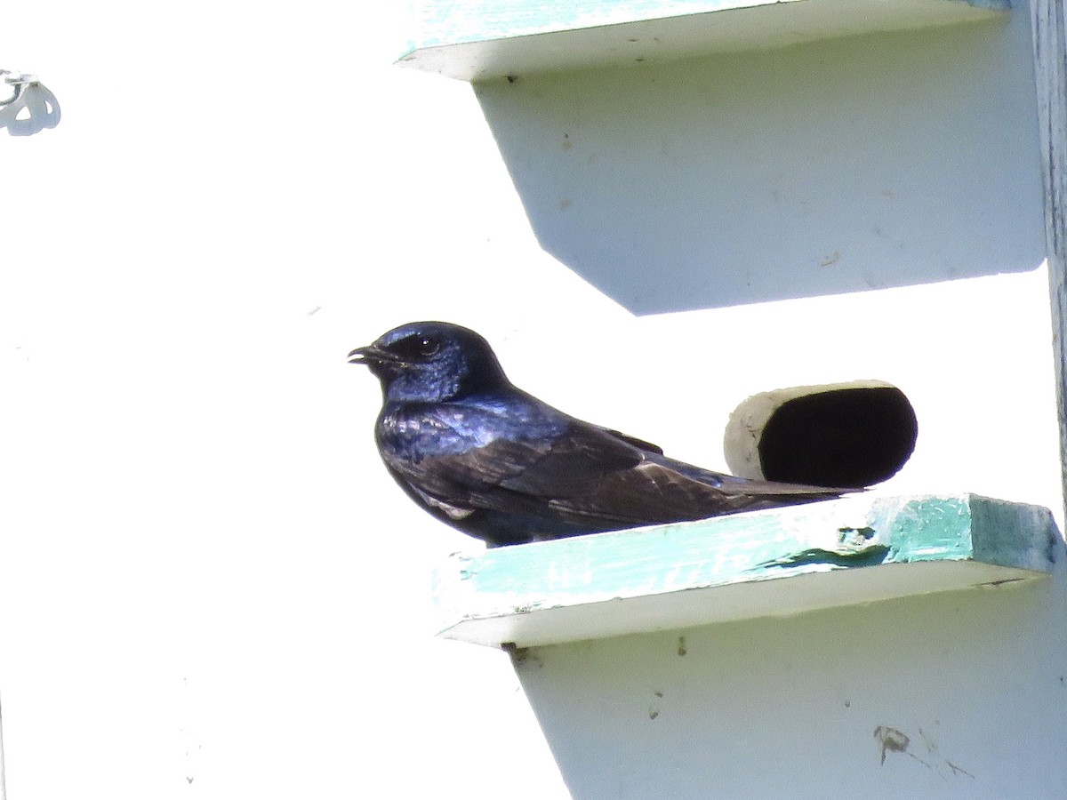 Purple Martin - ML459850821