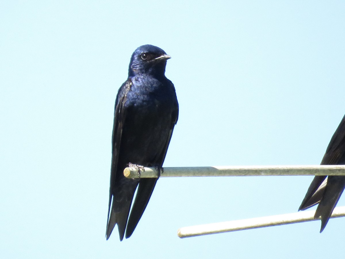 Golondrina Purpúrea - ML459850831