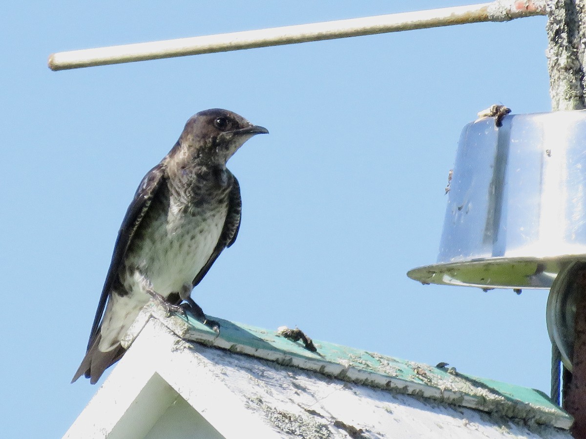 Purple Martin - ML459850851