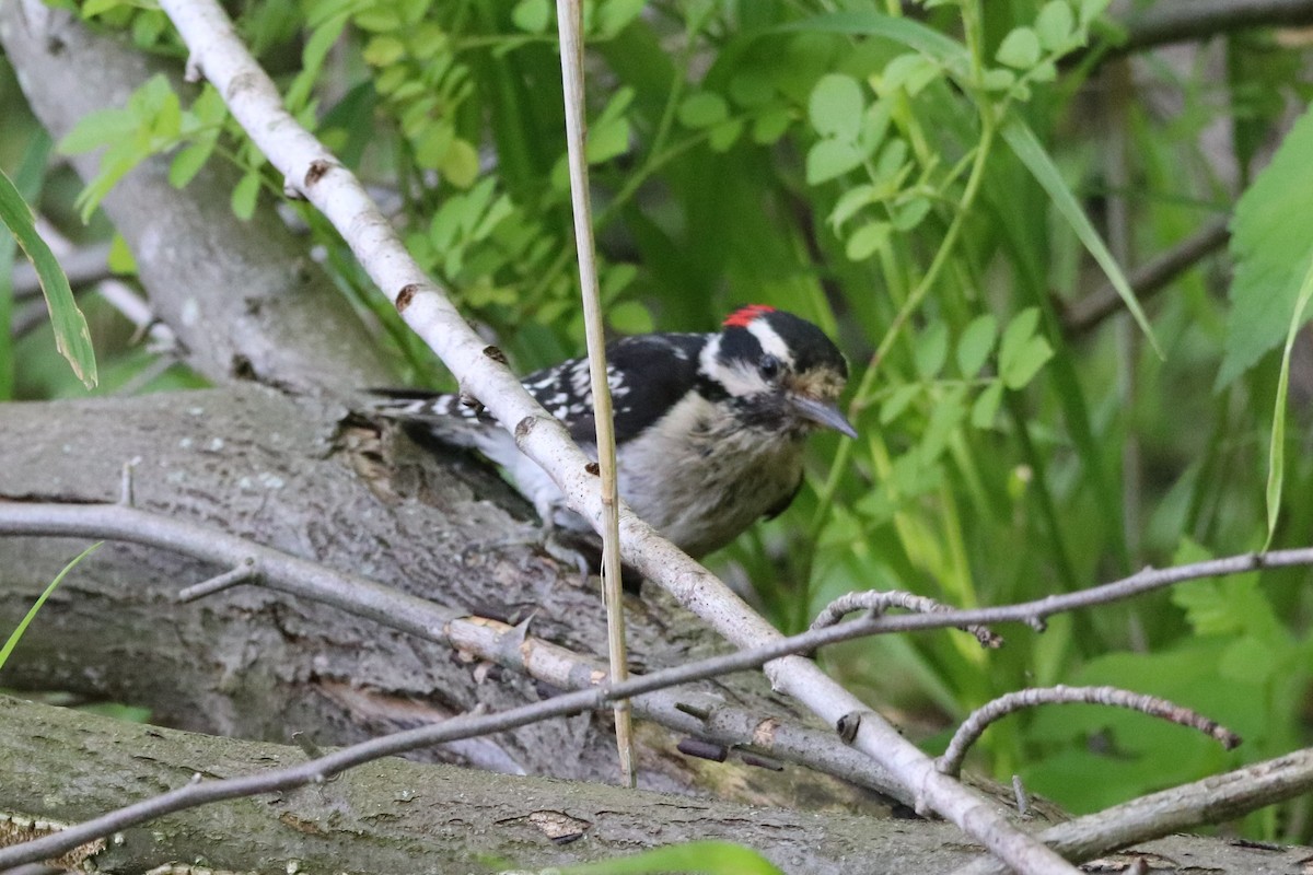 Hairy Woodpecker - ML459850861