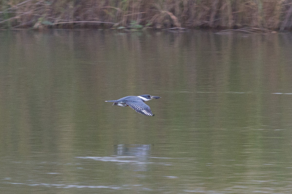 Ringed Kingfisher - Griffin Richards