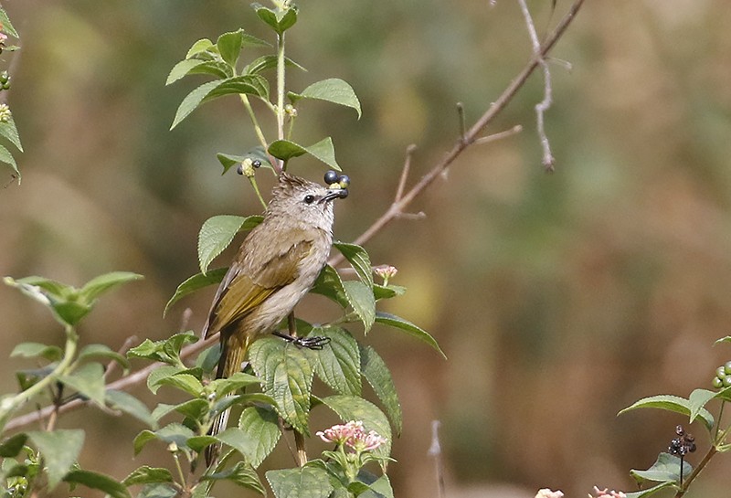 Flavescent Bulbul - ML459852211