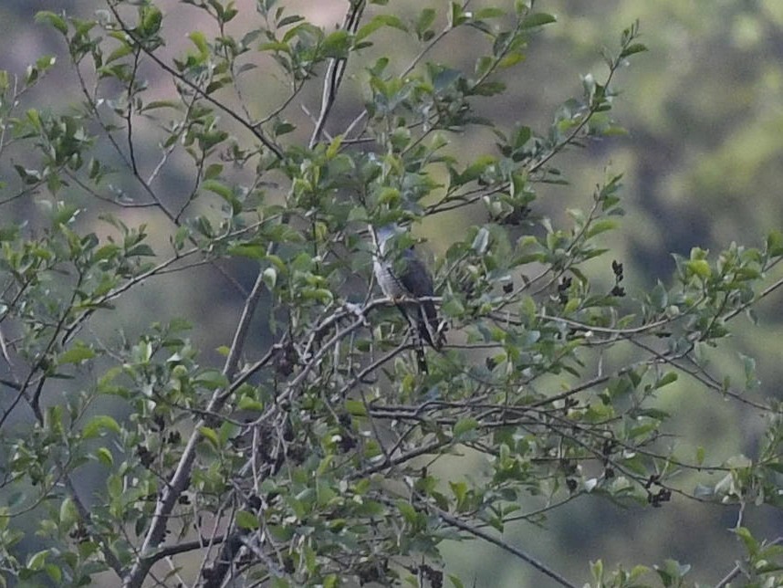 Common Cuckoo - ML459852621