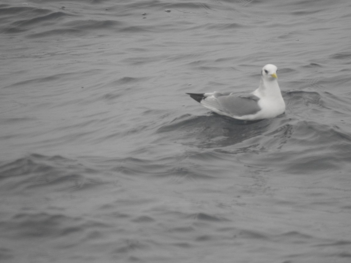 Mouette tridactyle - ML45985281