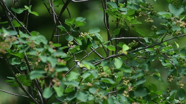 Chestnut-sided Warbler - ML459852971