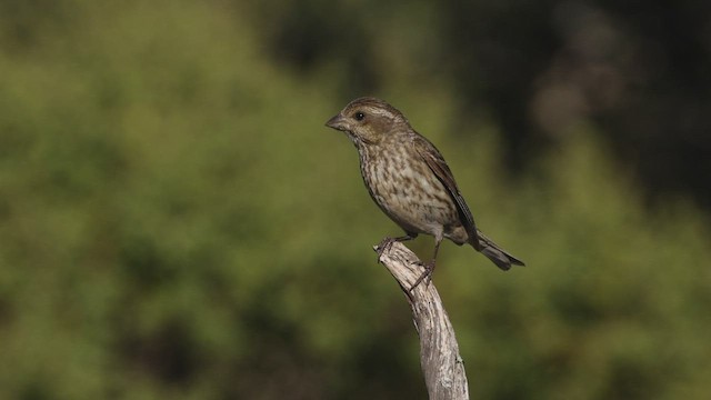 ムラサキマシコ（californicus） - ML459853041