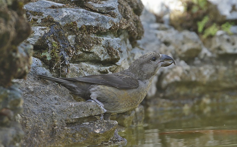 Red Crossbill (Dalat) - ML459853541