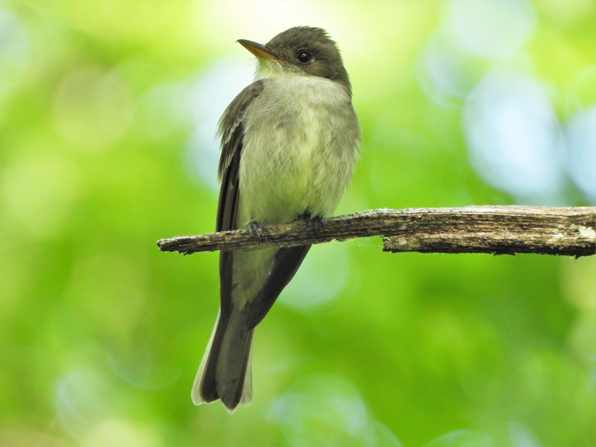 Eastern Wood-Pewee - ML459853701