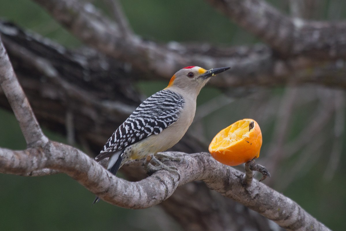 Golden-fronted Woodpecker - ML45985371