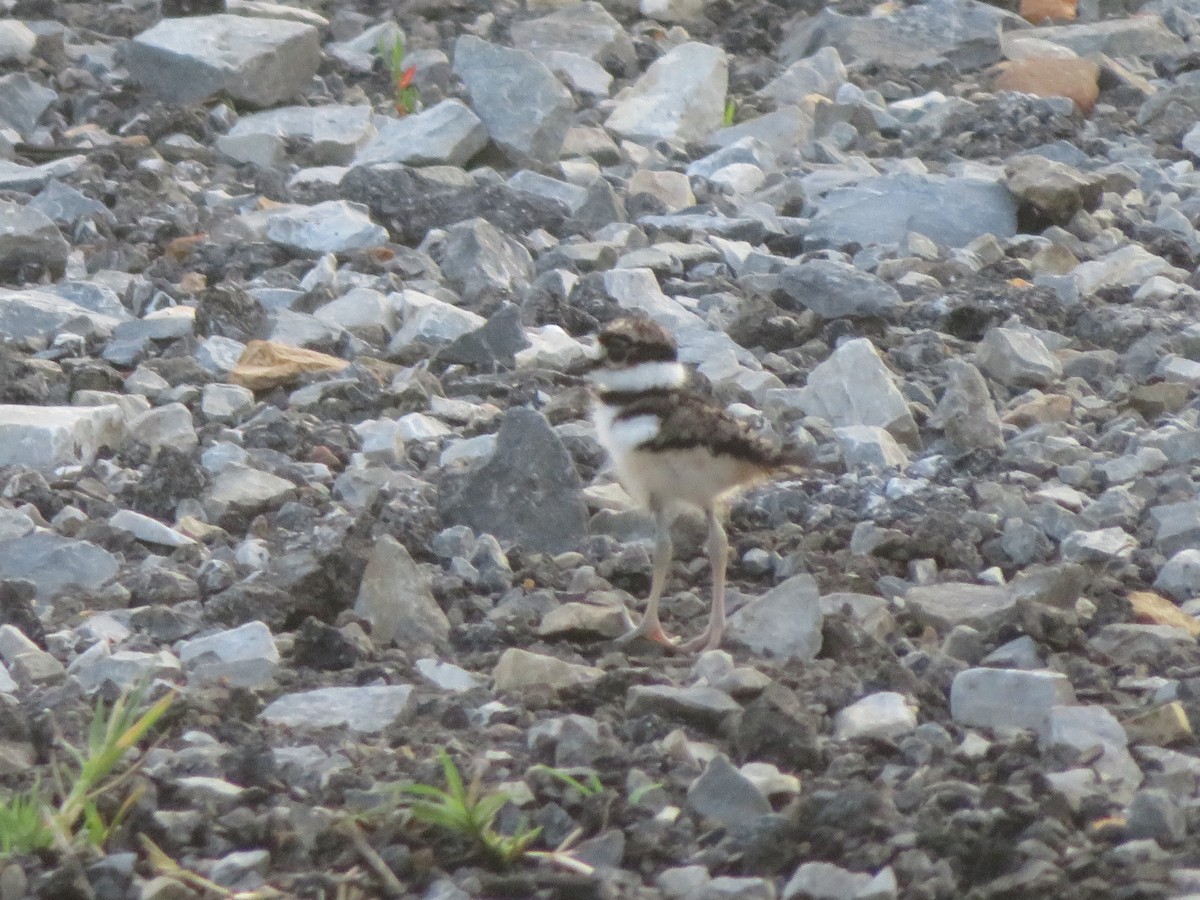 Killdeer - ML459854461