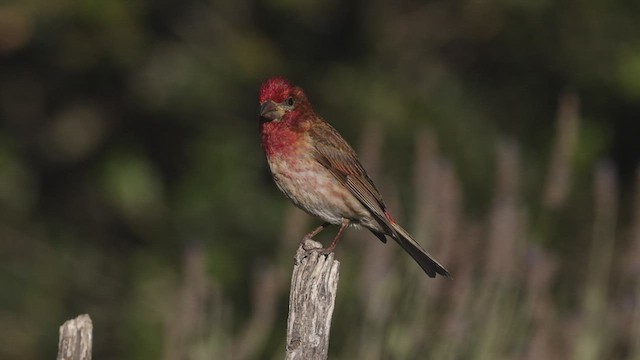 Purple Finch (Western) - ML459854491