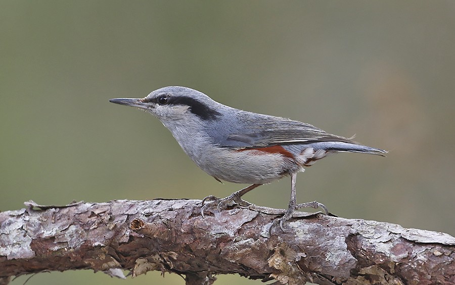 Chestnut-vented Nuthatch - ML459854501