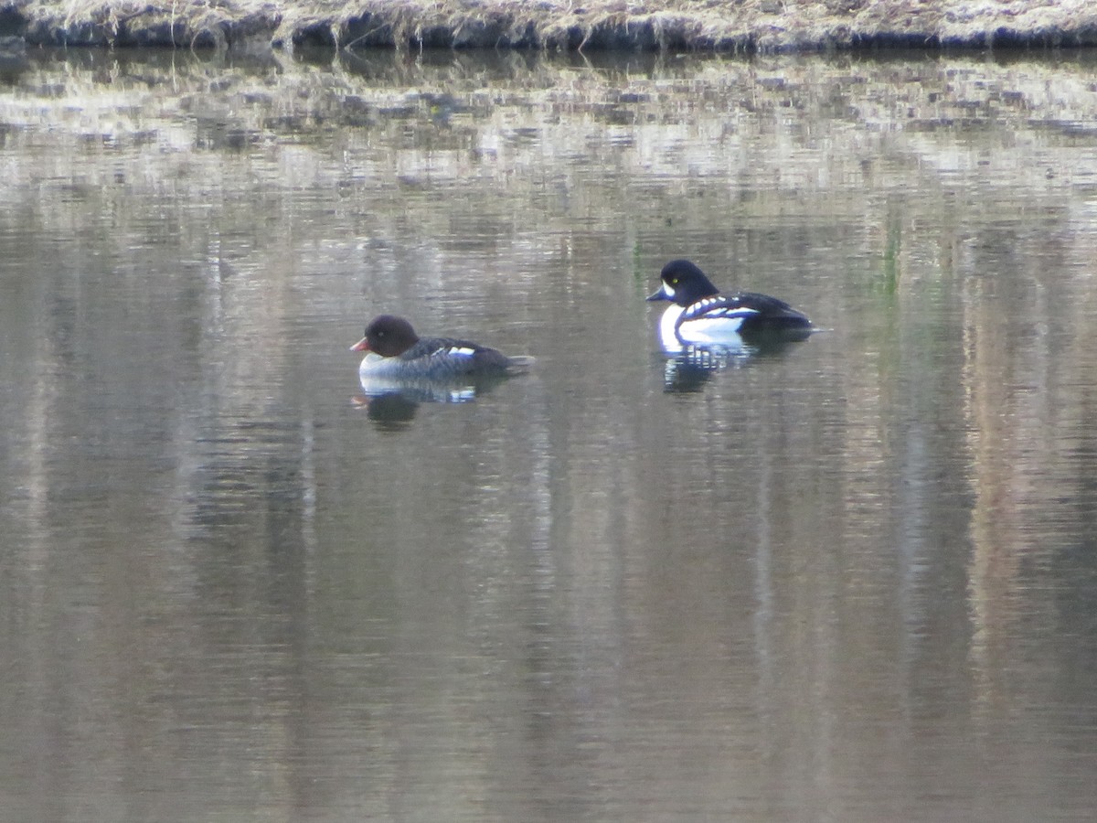 Barrow's Goldeneye - ML459854641