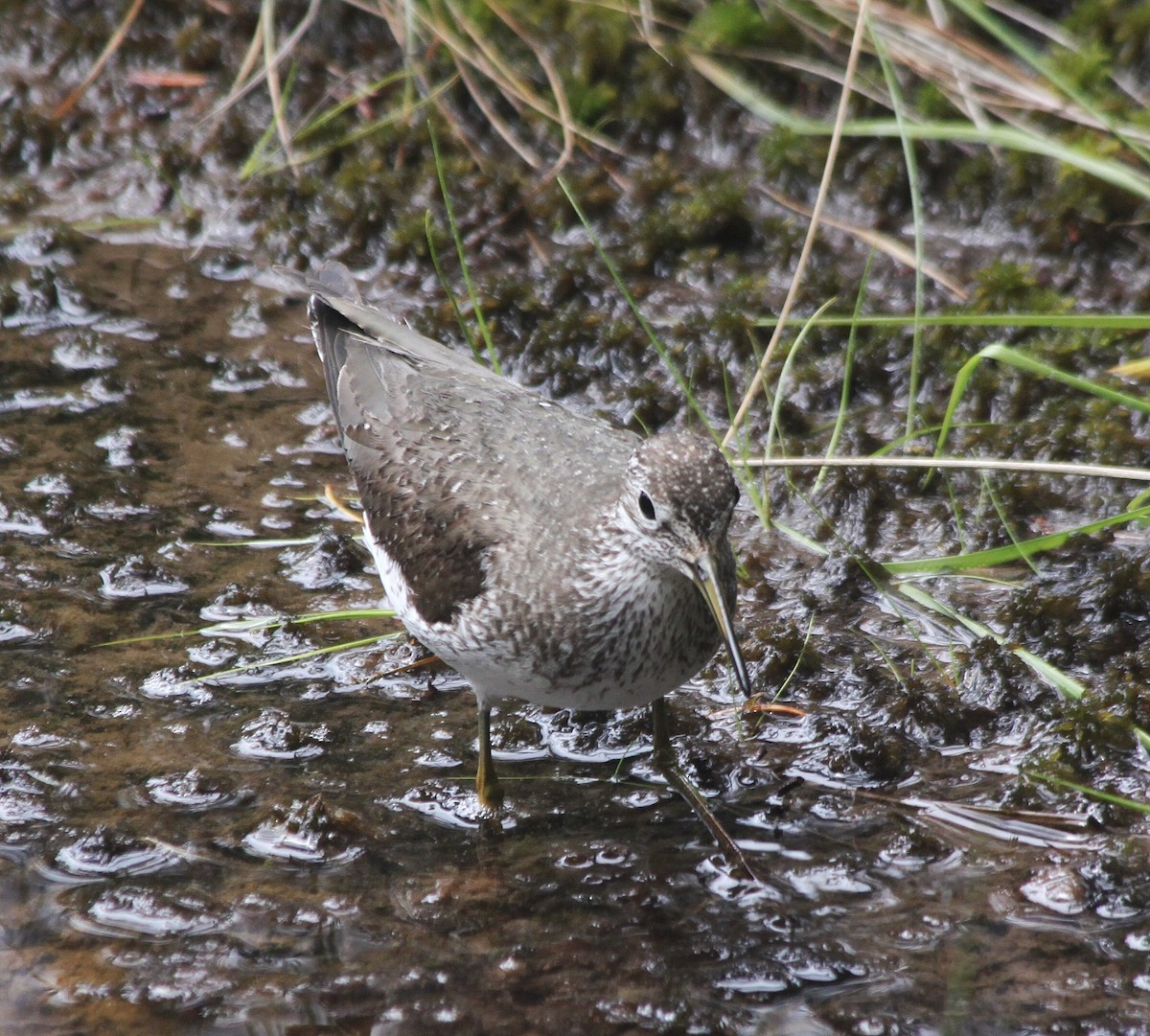 Solitary Sandpiper - ML459854711