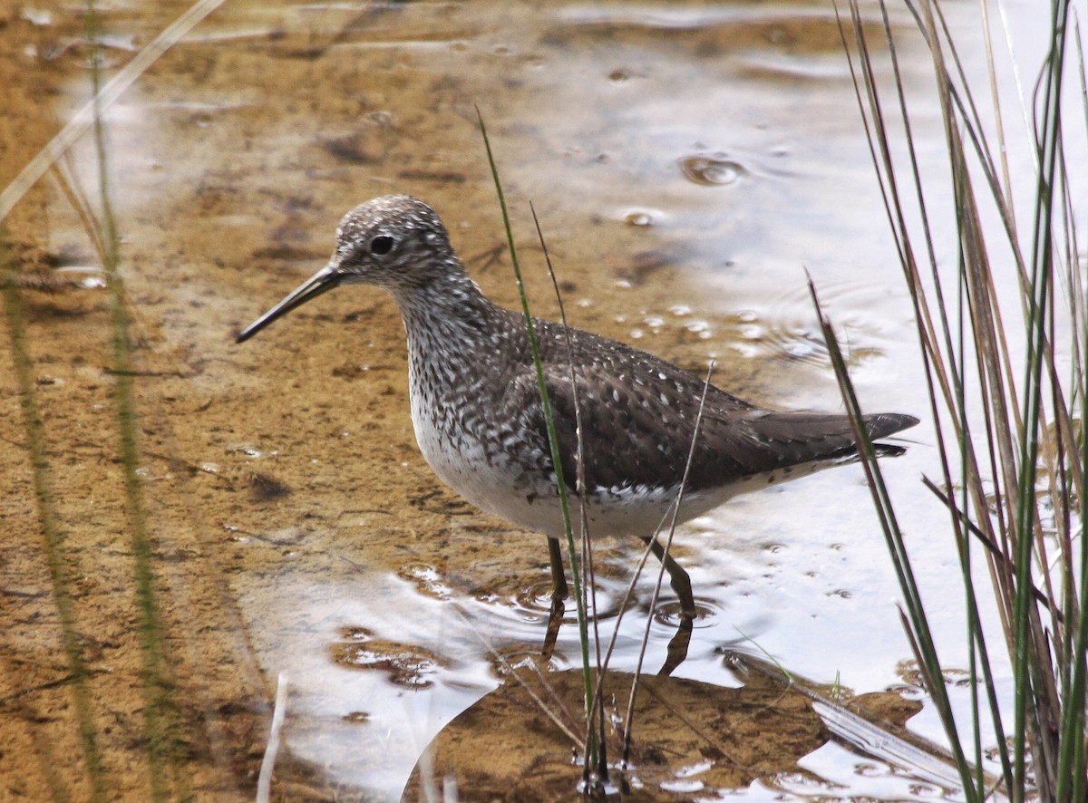 Solitary Sandpiper - ML459854721