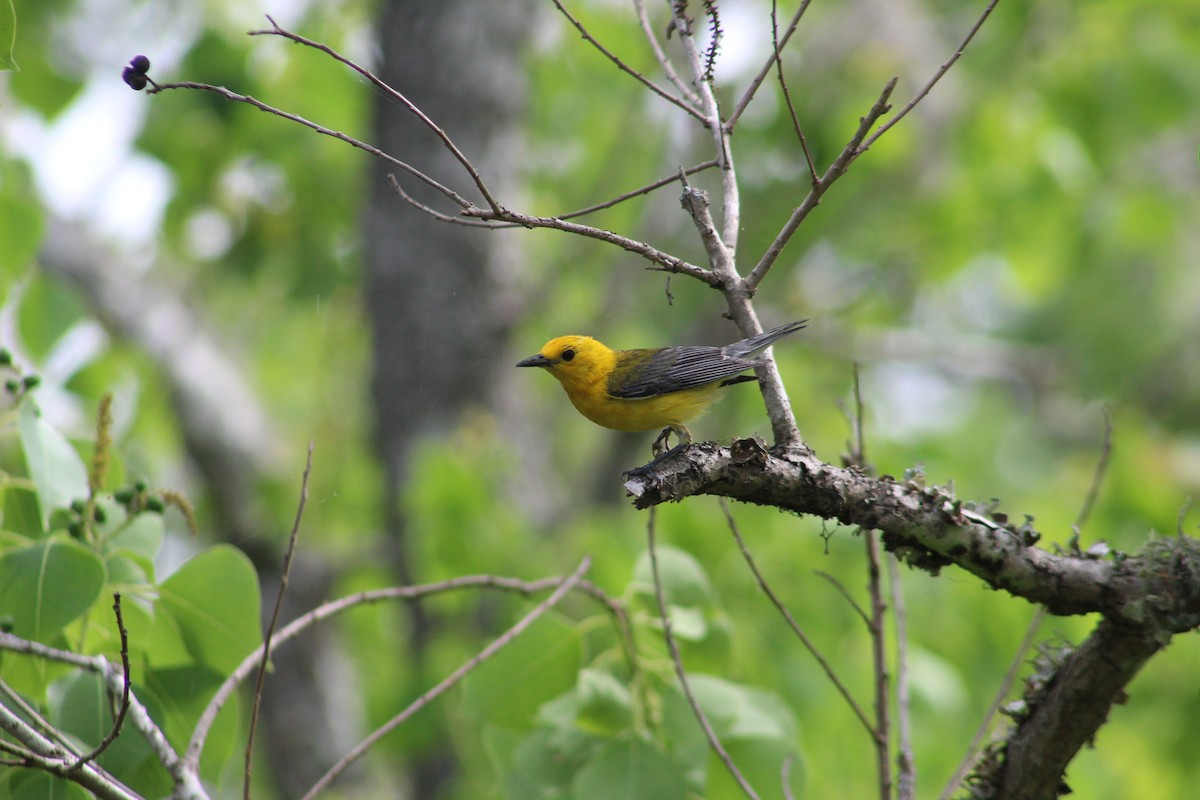 Prothonotary Warbler - ML459855781