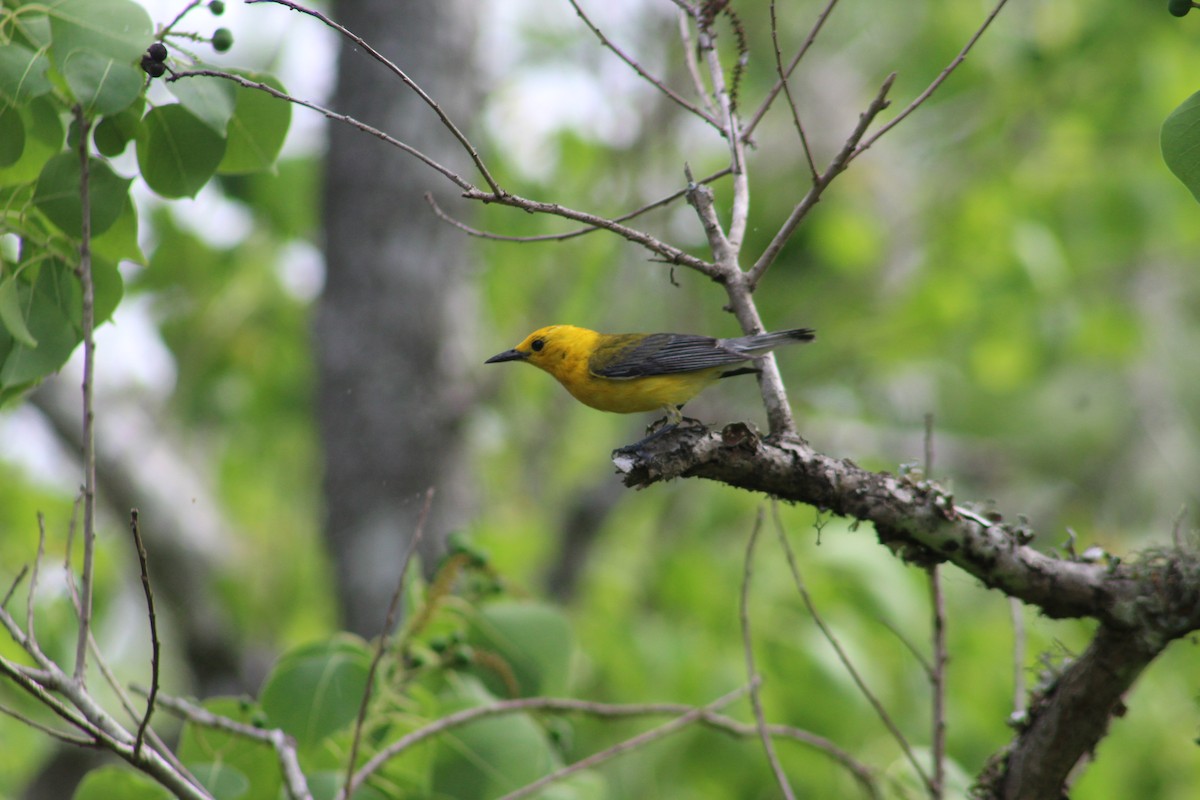 Prothonotary Warbler - ML459855871