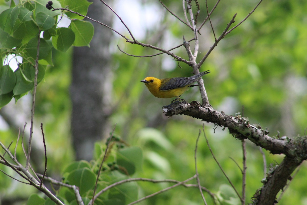 Prothonotary Warbler - ML459855901