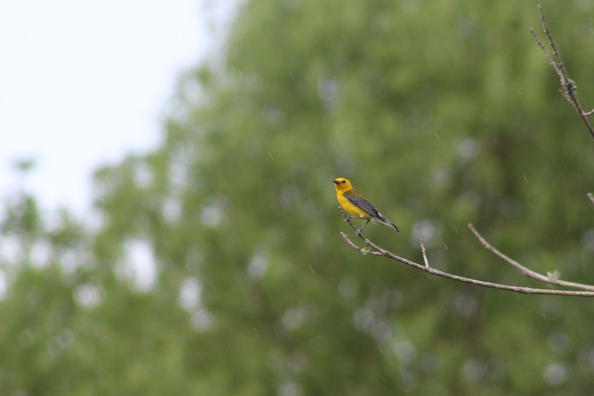 Prothonotary Warbler - ML459855981