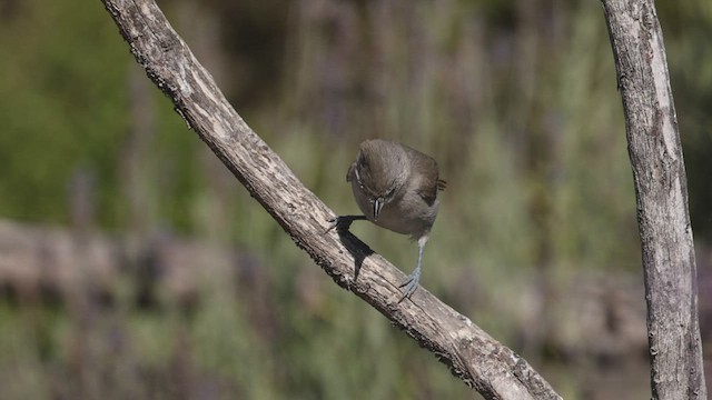 Oak Titmouse - ML459857551