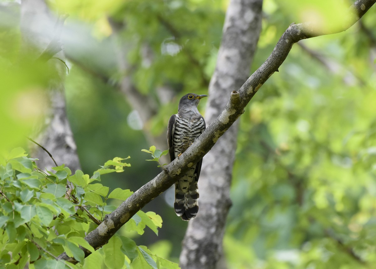 Indian Cuckoo - ML459857911