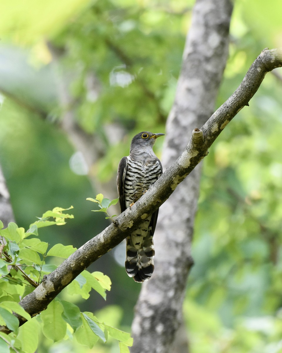 Indian Cuckoo - ML459857981