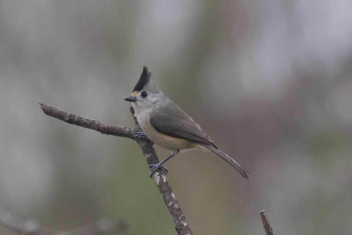 Black-crested Titmouse - Griffin O'Sullivan