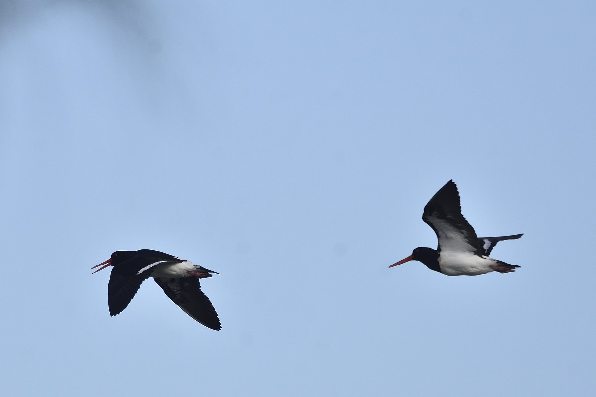 Pied Oystercatcher - ML459858571