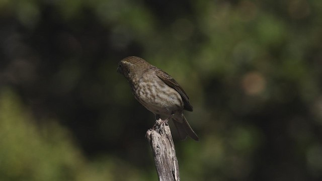 Purple Finch (Western) - ML459860351