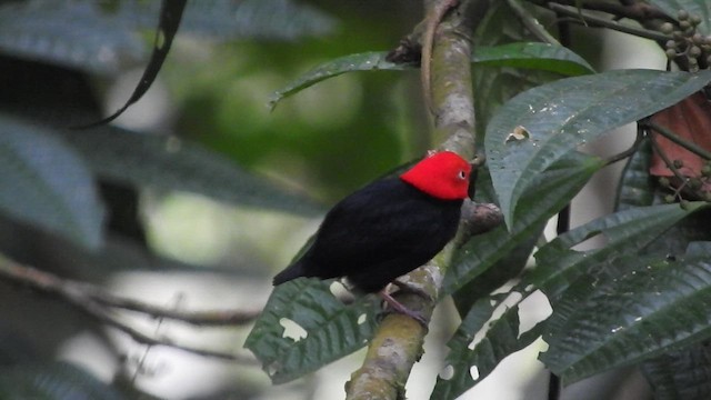 Manakin à cuisses jaunes - ML459861111