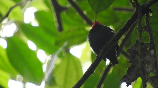 Red-capped Manakin - ML459861281