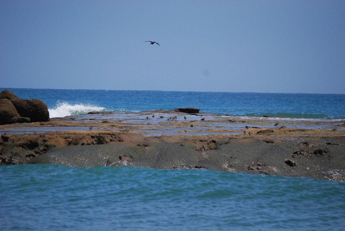 Surfbird - ML459862761