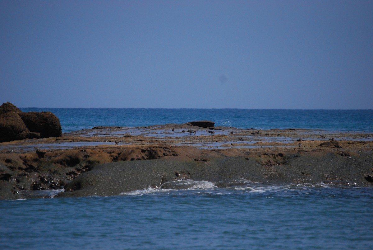 Surfbird - ML459862771