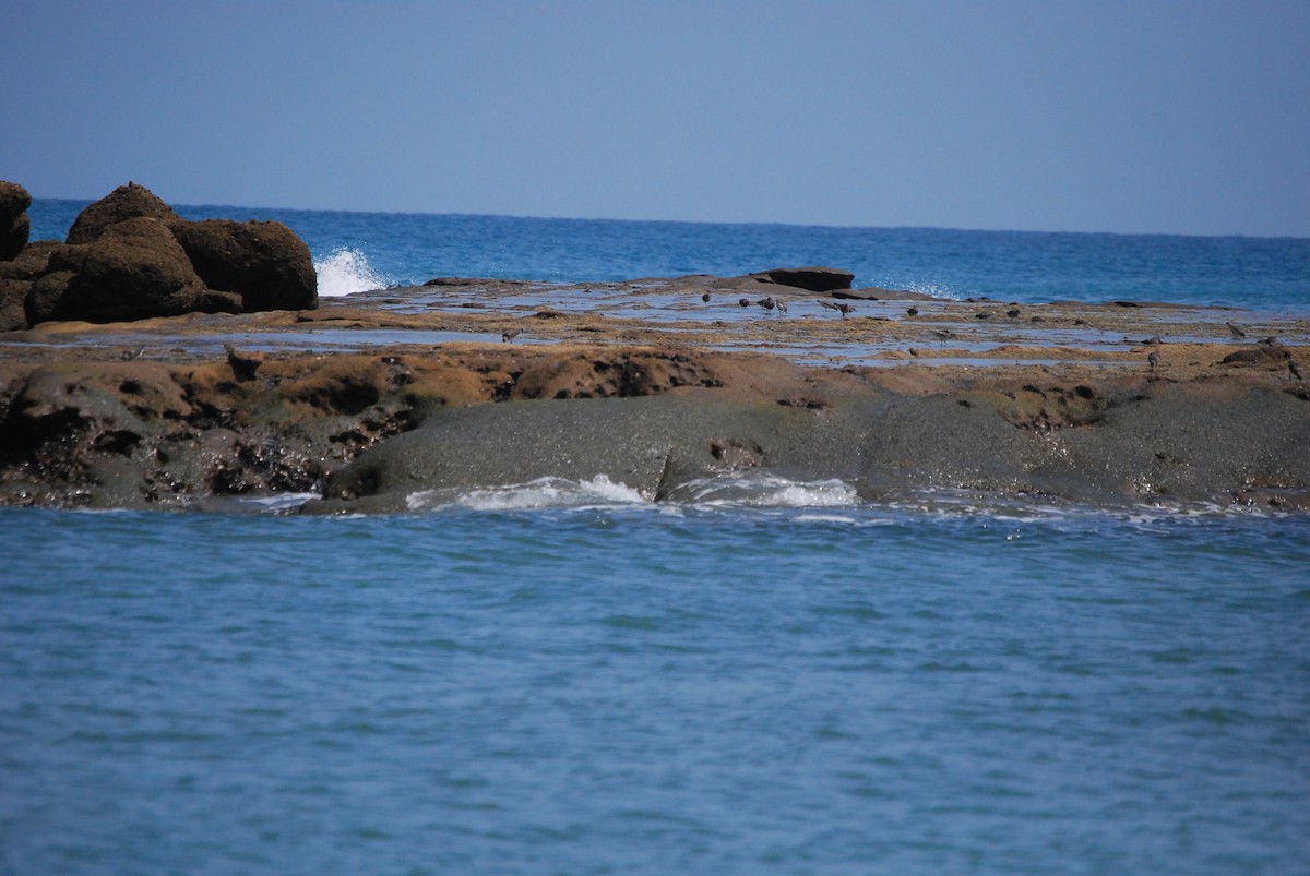 Surfbird - ML459862801