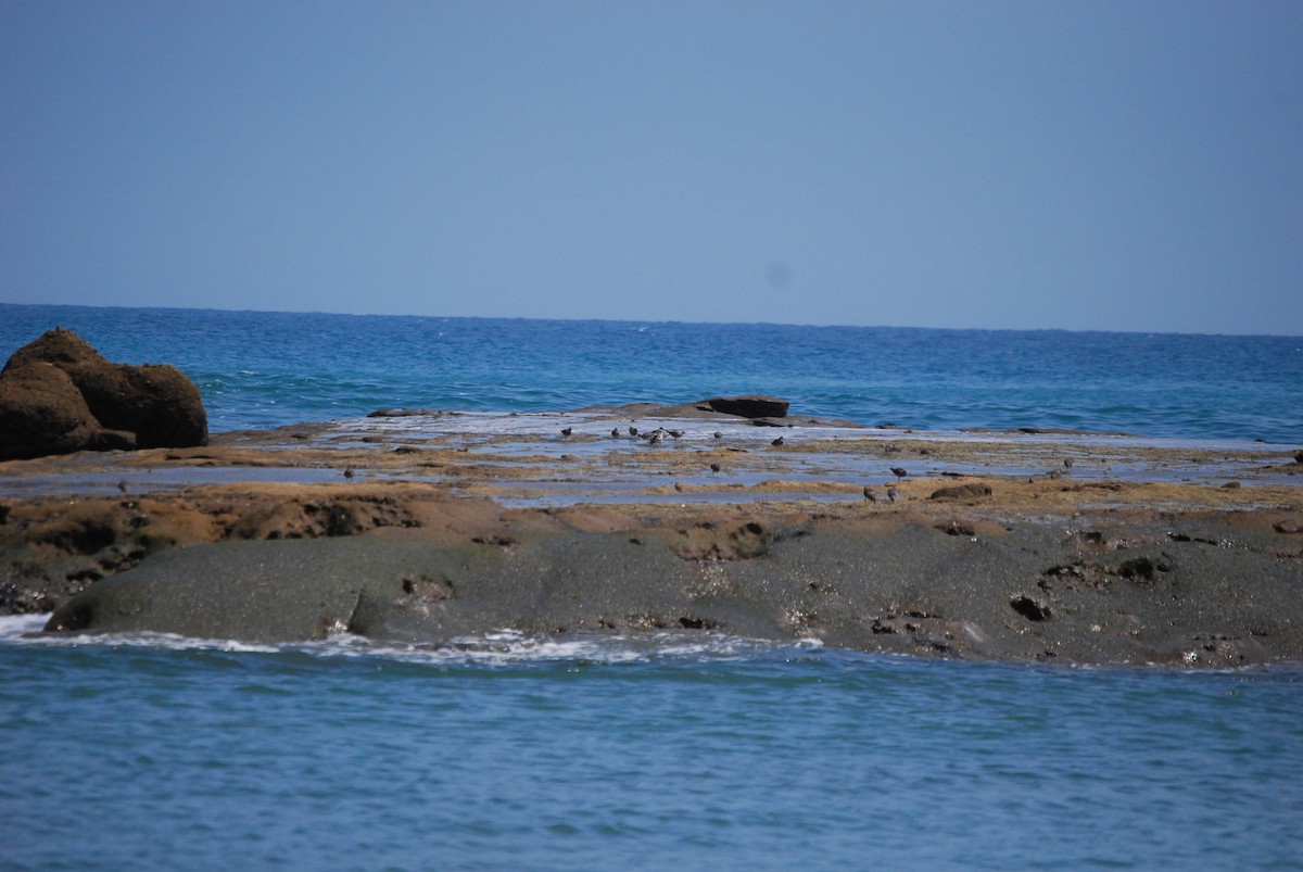 Surfbird - ML459862851