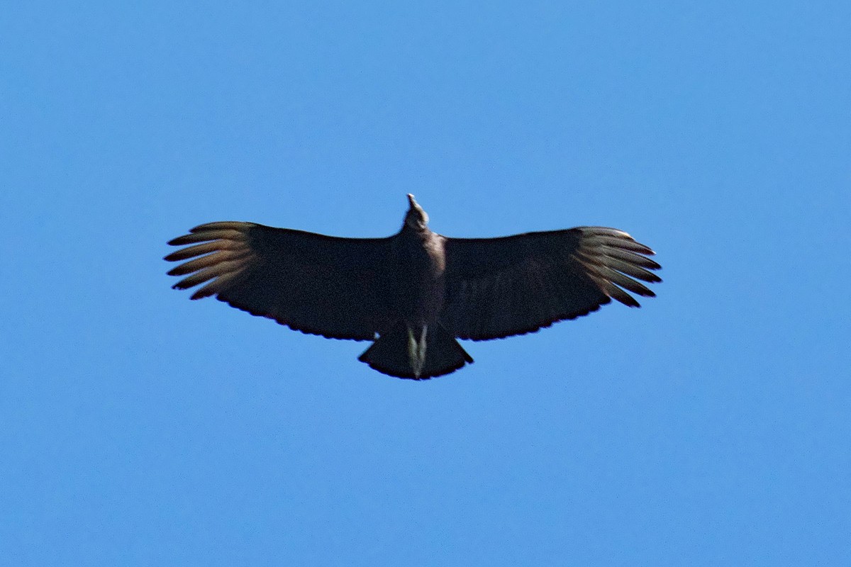 Black Vulture - ML459863711
