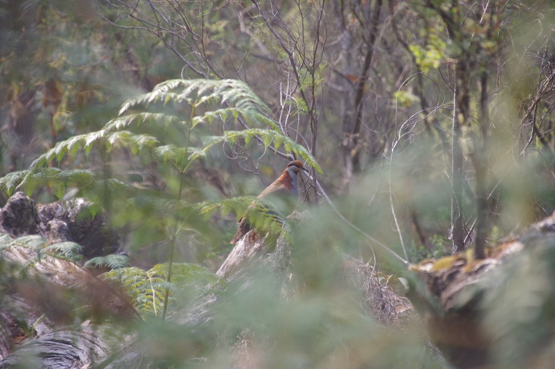 Brush Bronzewing - Max Weatherall