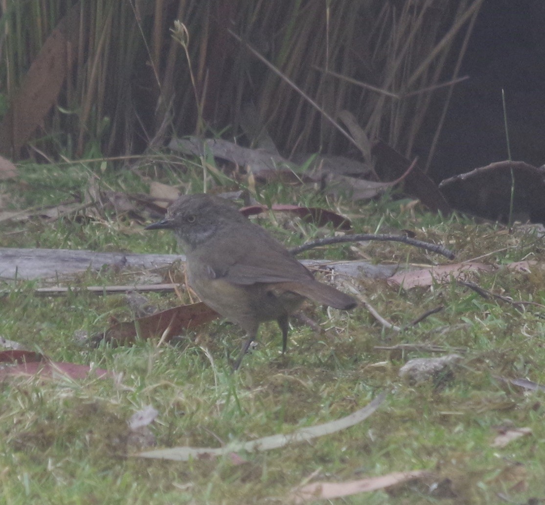 Tasmanian Scrubwren - Max Weatherall