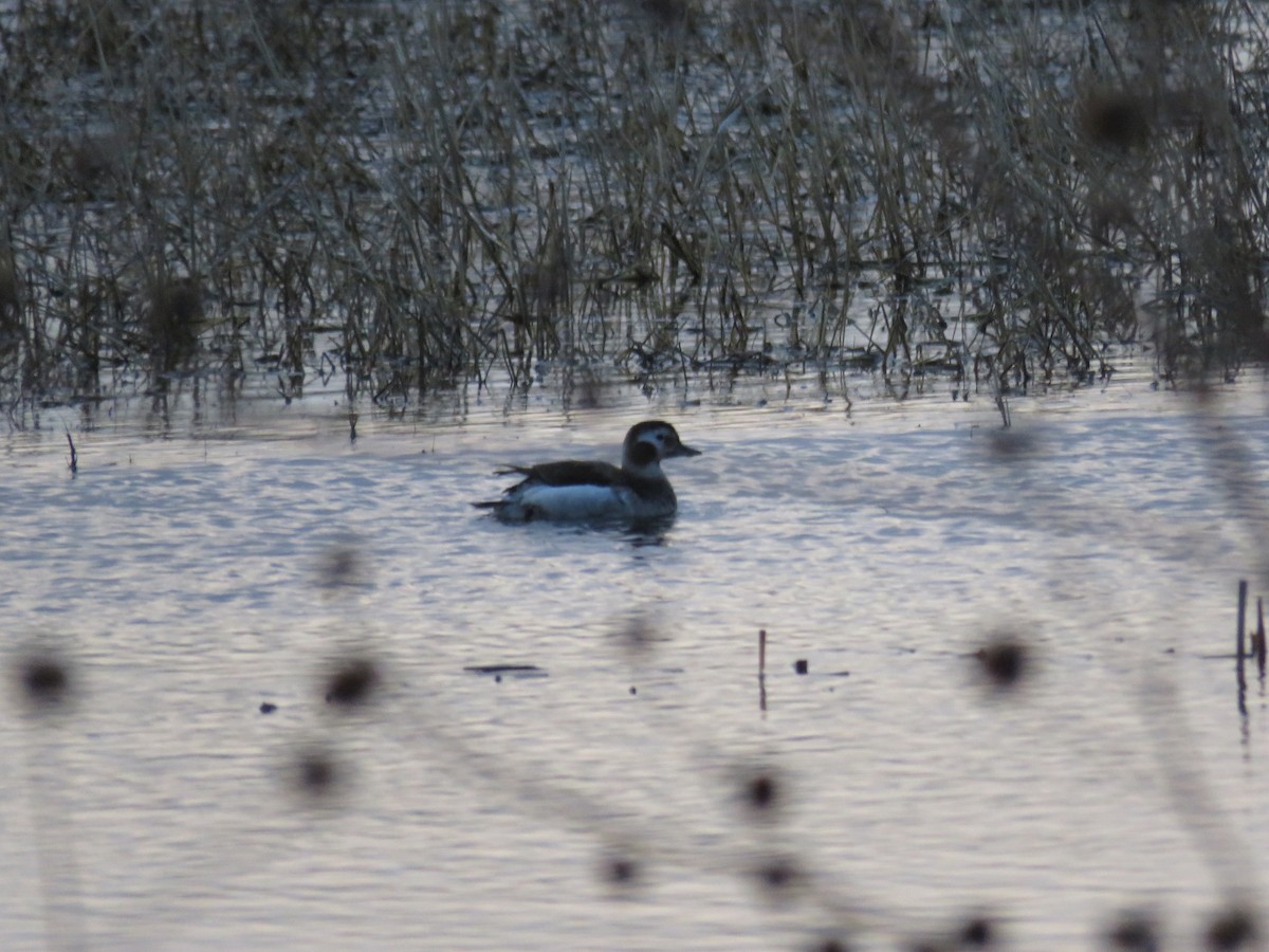 Long-tailed Duck - ML45986461