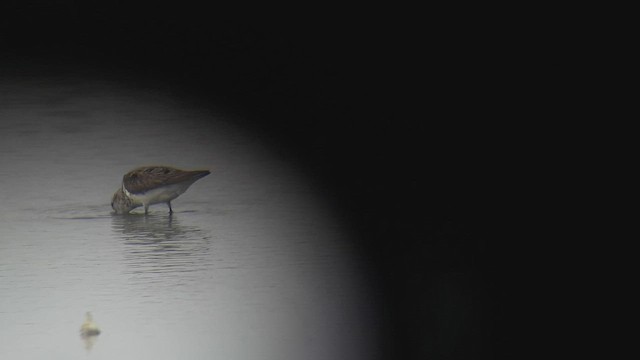 Western Sandpiper - ML459865121