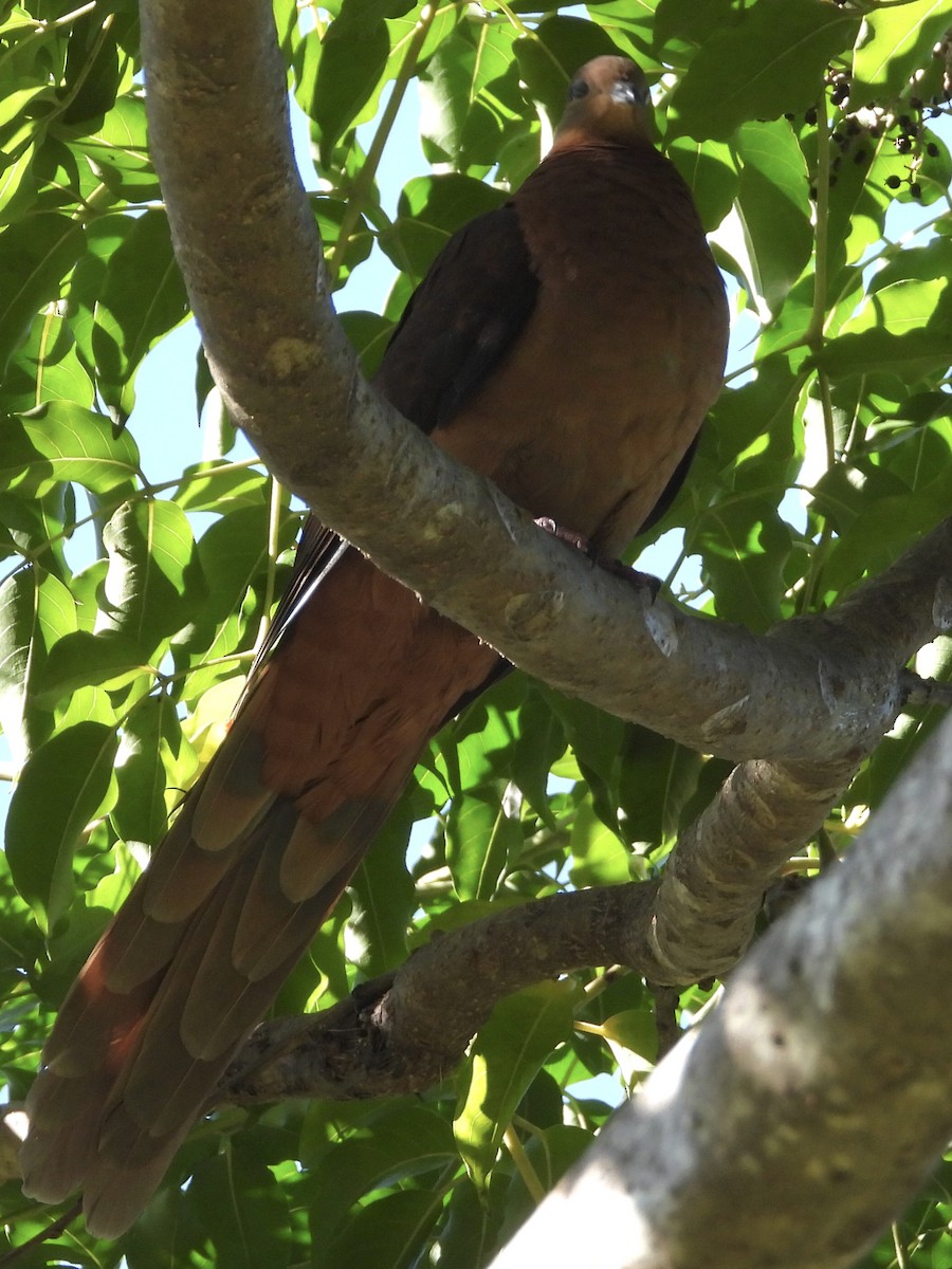 Brown Cuckoo-Dove - ML459865141