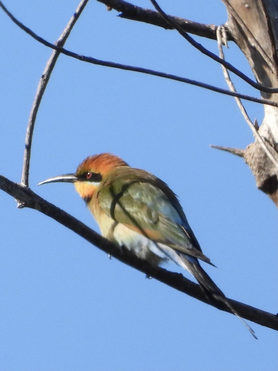Rainbow Bee-eater - ML459865271