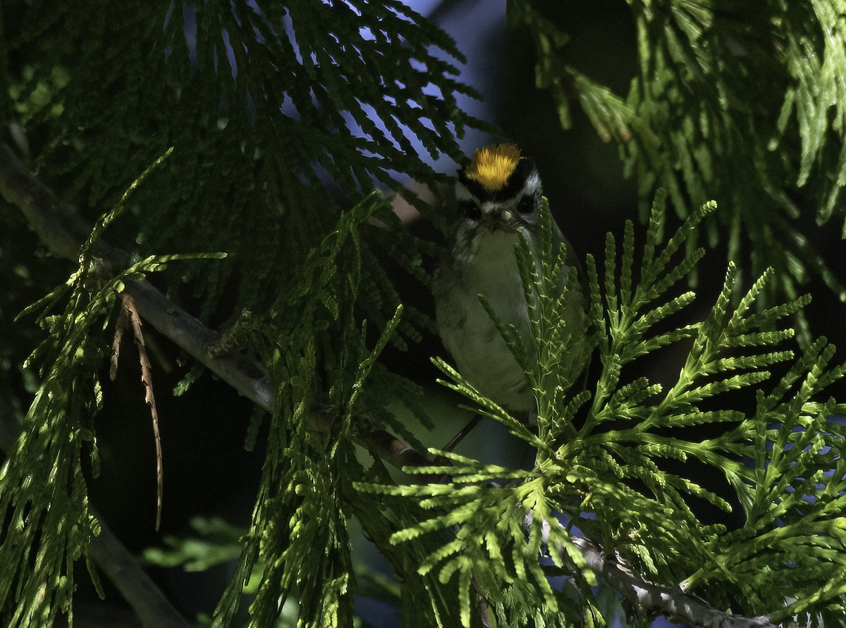 Golden-crowned Kinglet - ML459865461