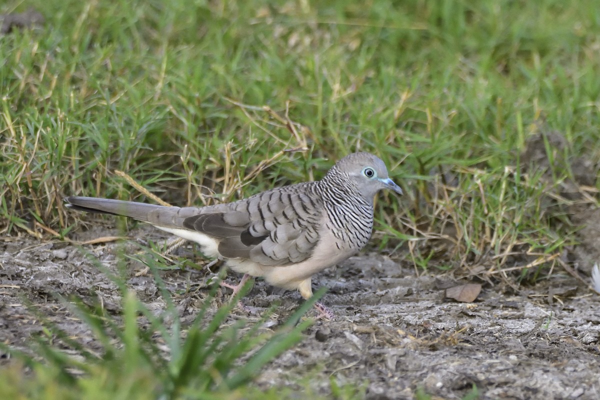 Peaceful Dove - ML459865521