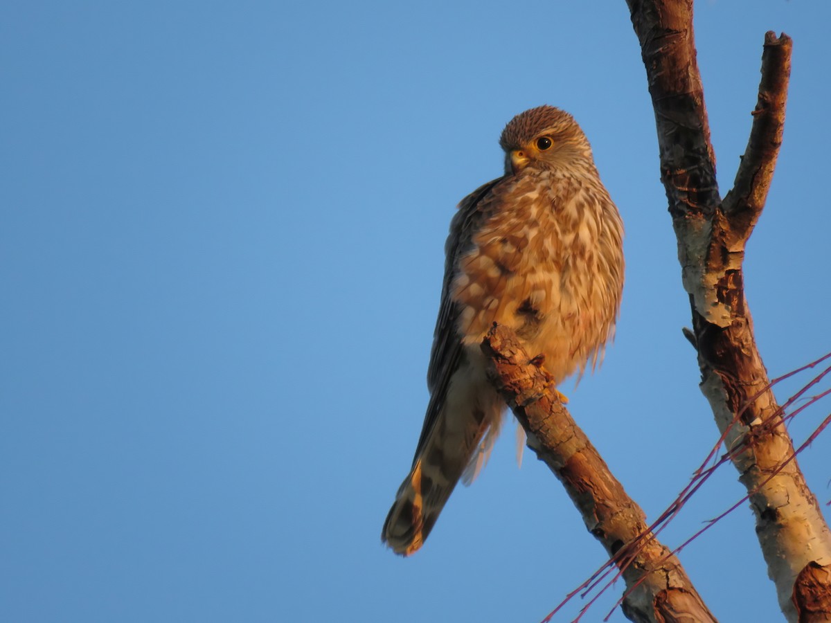 Хайргууна шонхор - ML459866451