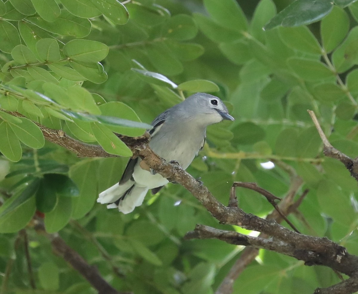 Slaty Monarch - Rob Van Epps