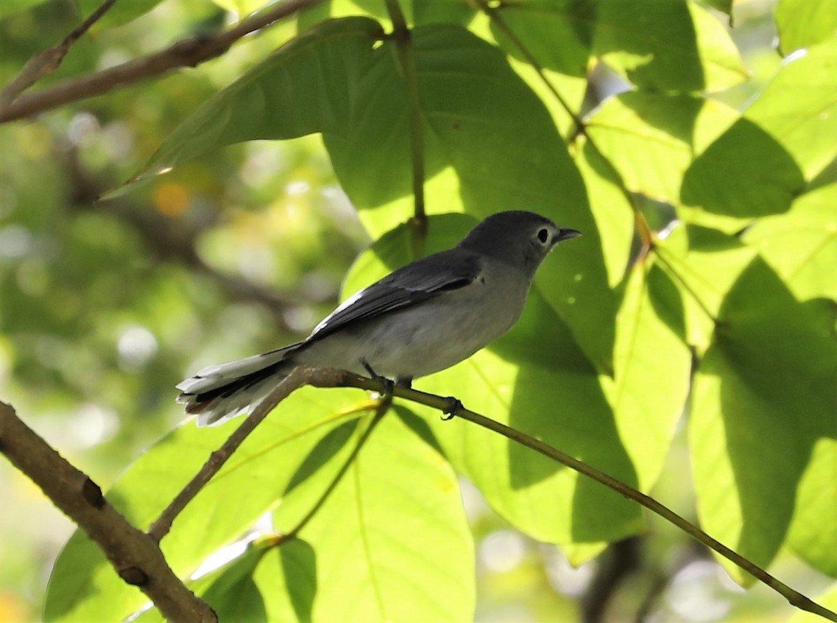 Slaty Monarch - Rob Van Epps