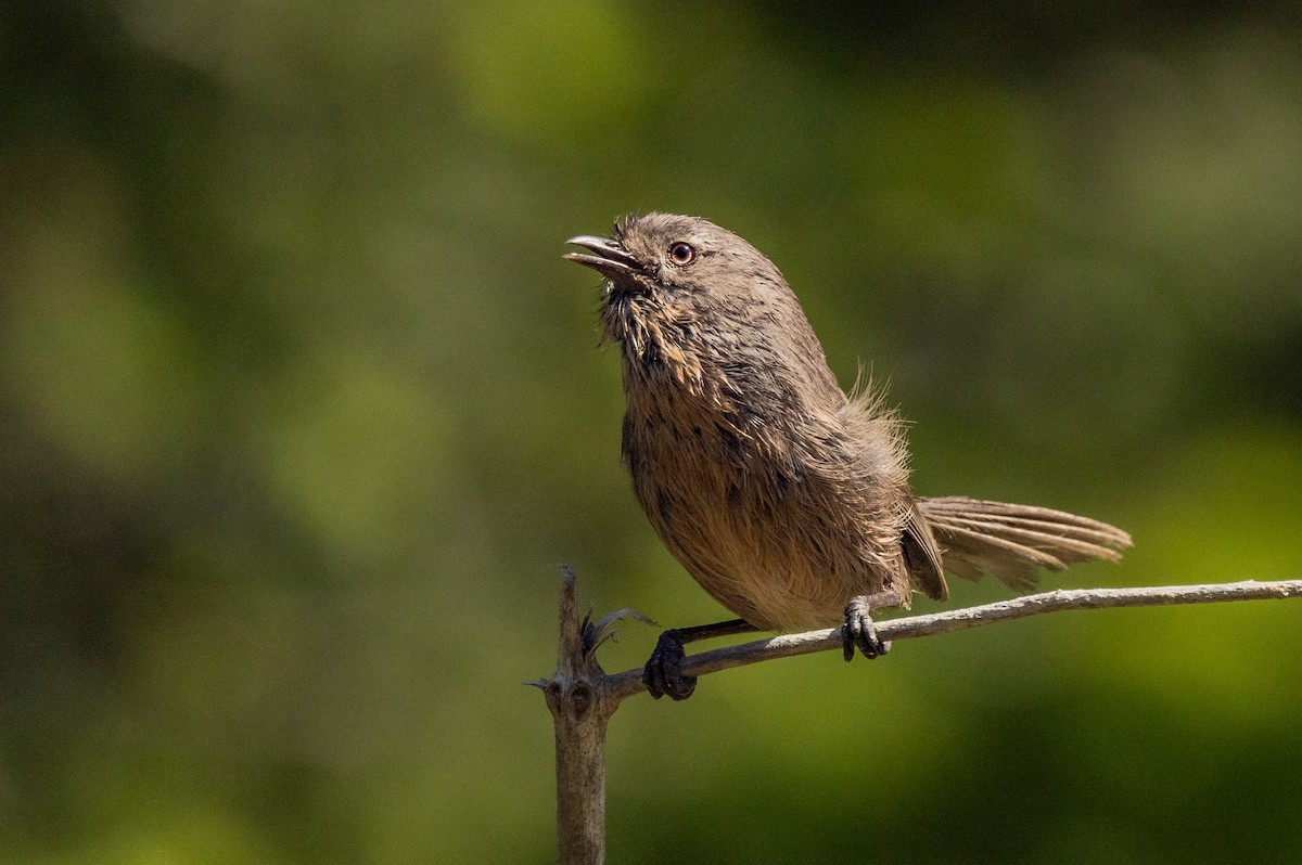 Wrentit - ML459866771