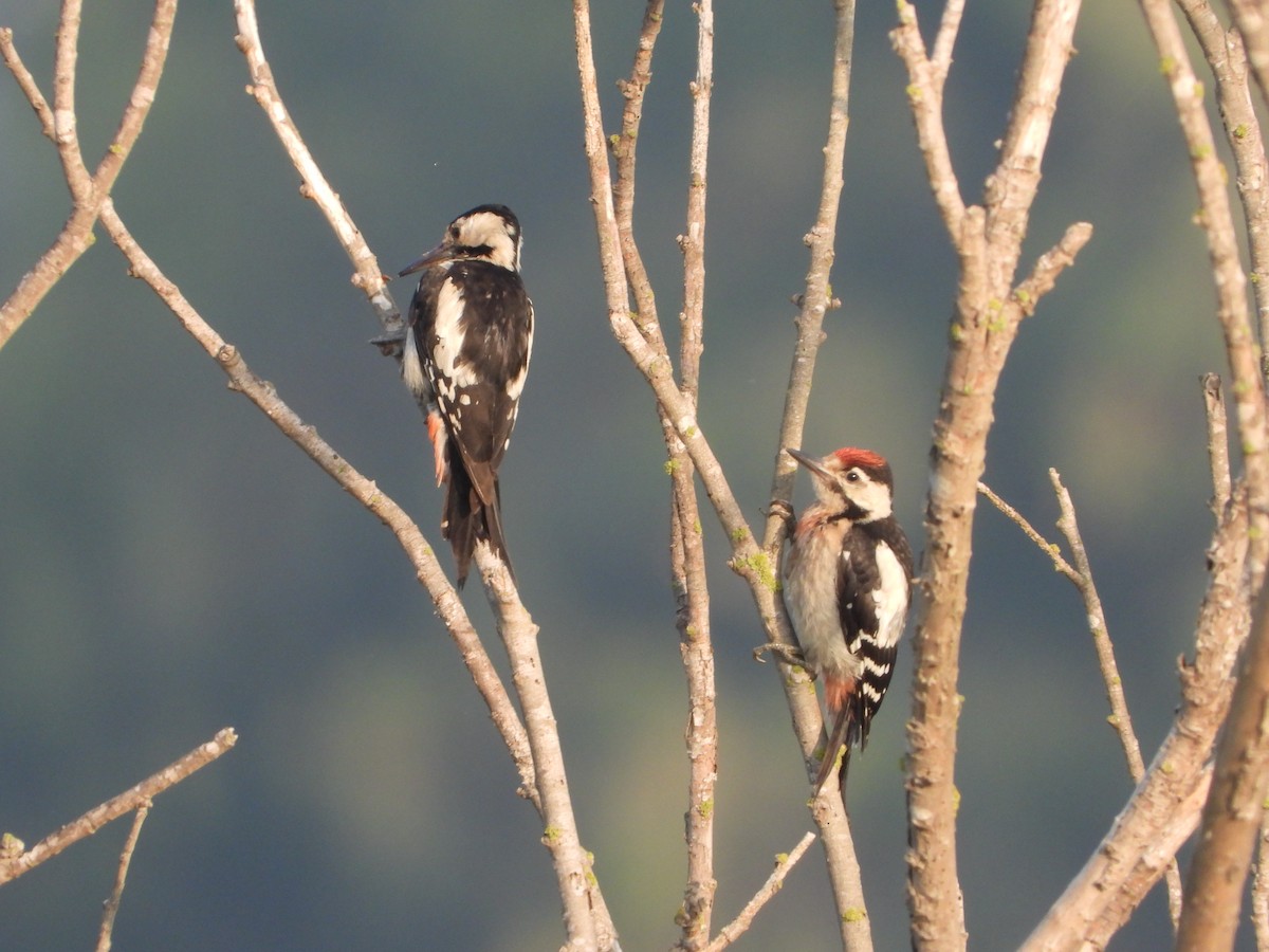 Israel Breeding Bird Atlas Checklist - 16 Jun 2022 - Poleg Marsh - Udim ...