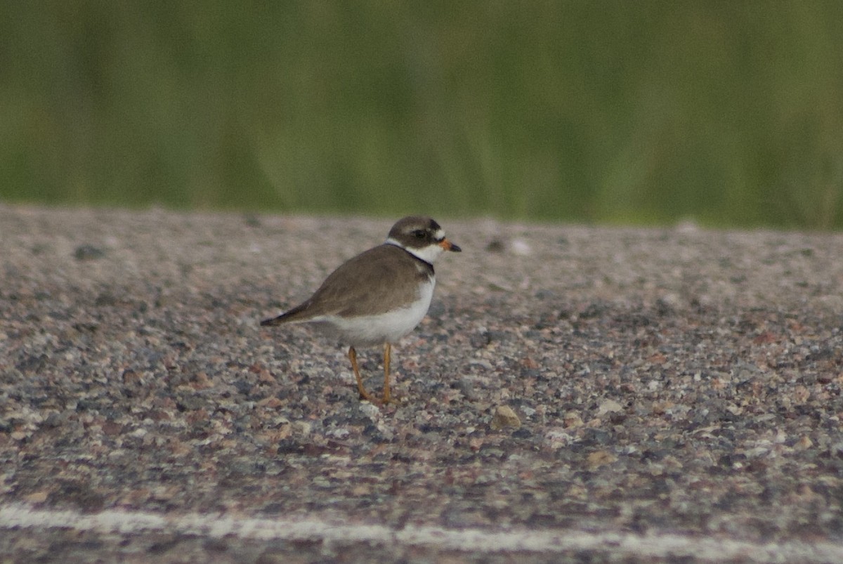 Semipalmated Plover - ML459867901